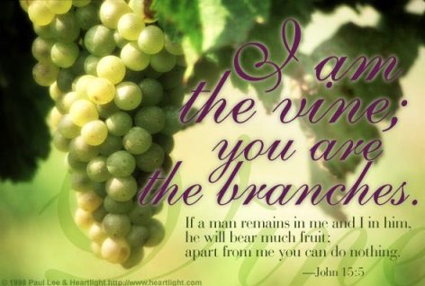 i am the vine you are the branches